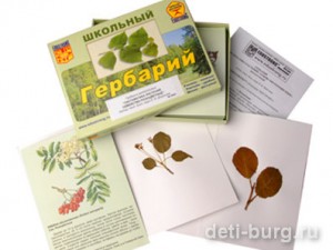 Как сделать гербарий